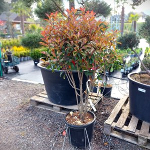 Červienka Fraserova (Photinia × fraseri) ´RED ROBIN´ - výška 100-130 cm, kont. C30L